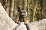 MALINOIS 1126